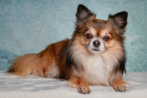 Все о собаке 'чихуахуа'. Описание породы, характер, уход, содержание chihuahua-dlinnosherstnyy-3